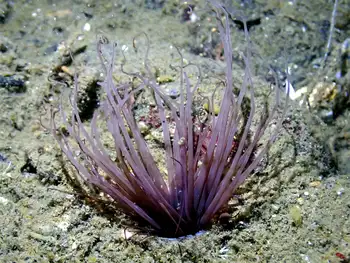 Tube Dwelling Anemone