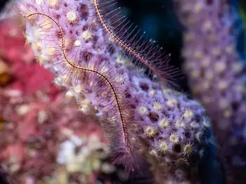 Sponge Brittle Star