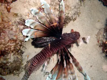 Lionfish