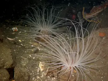 Tube Dwelling Anemone