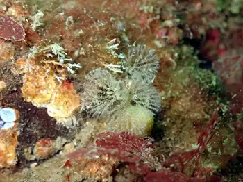 Hydroid