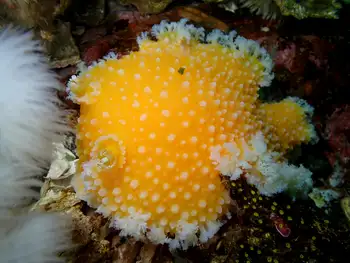 Orange Peel Nudibranch