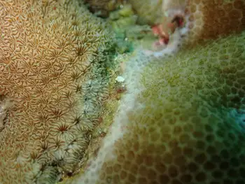 pavona coral