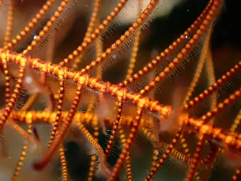 Hydroid