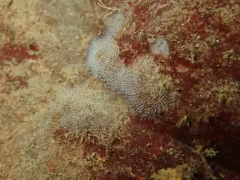 spider web hydroid