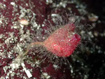 Tunicate