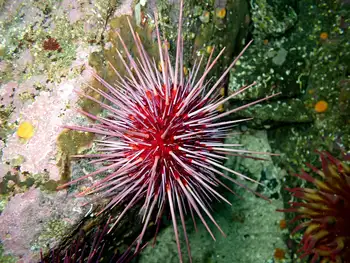 Red Sea Urchin