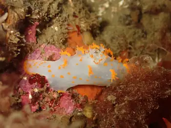 Modest Clown Nudibranch