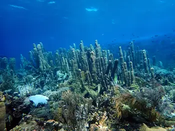 Pillar Coral