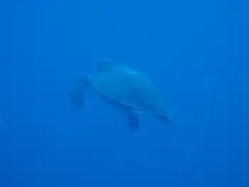 Hawksbill Sea Turtle