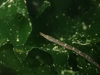 Bay Pipefish