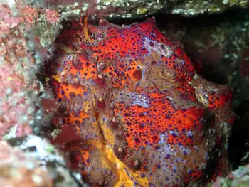 Puget Sound King Crab