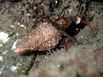 Grunt Sculpin