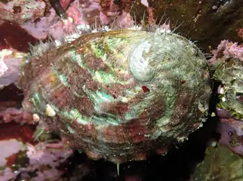 Northern Abalone