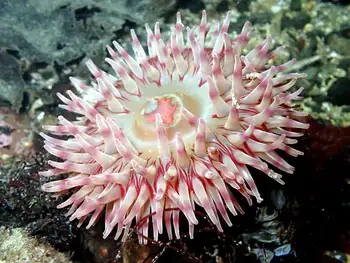 Painted Anemone