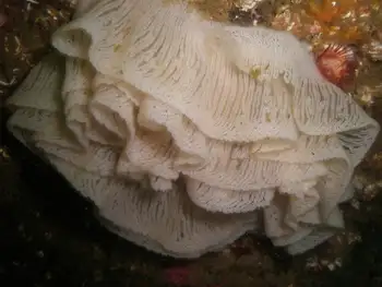 Eggs Nudibranch