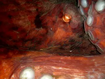 Giant Pacific Octopus