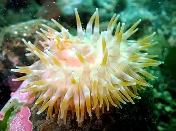 Swimming Anemone