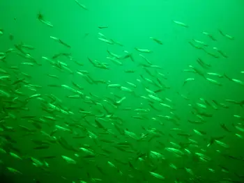 Pacific Sardines