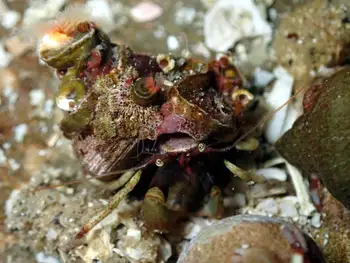 Bering Hermit Crab