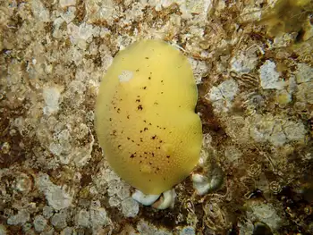 Noble Sea Lemon