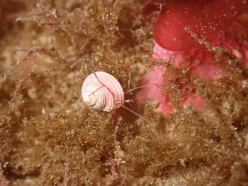 Dogwinkle Snail