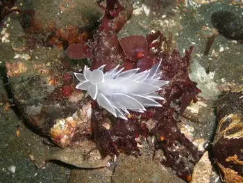 Alabaster Nudibranch