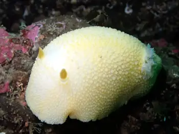 Noble Sea Lemon