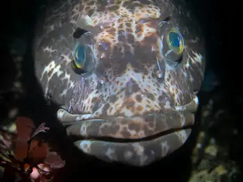 Lingcod