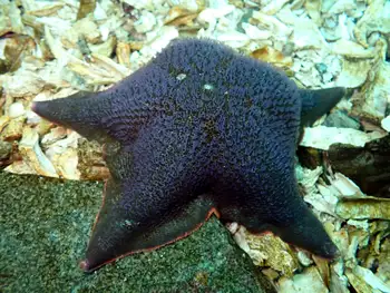 Bat Star