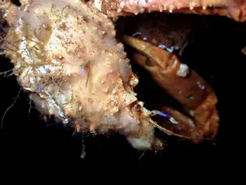 Longhorn Decorator Crab