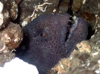 Wolf Eel