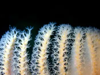 ptilosarcus gurneyi sea pen