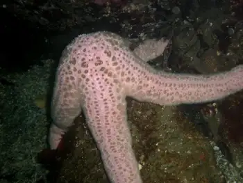 Giant Pink Star
