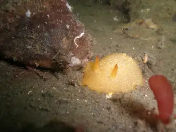 Squat Lobster