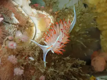 Horned Nudibranch