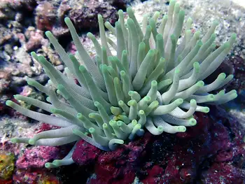 Giant Anemone
