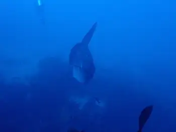 mola mola