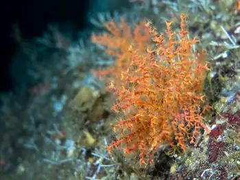 Dwarf Red Gorgonian Coral