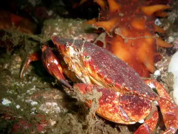 Red Rock Crab