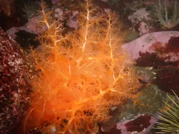 Red Sea Cucumber