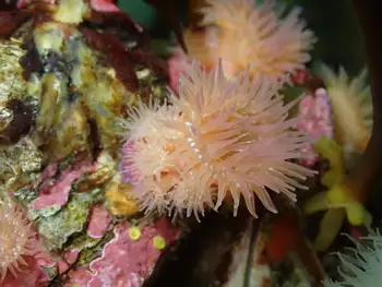 Proliferating Anemone