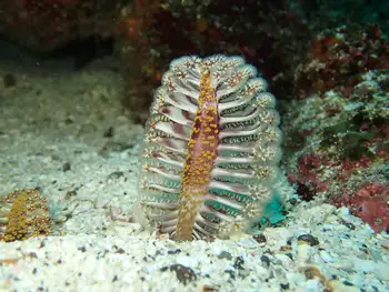 Ptilosarcus undulatus Sea Pen