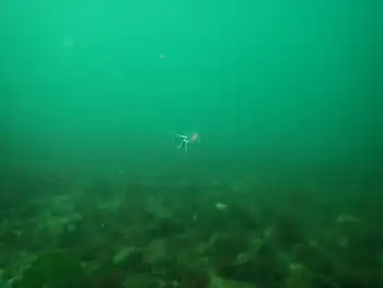 Tiny Red Sausage Jelly