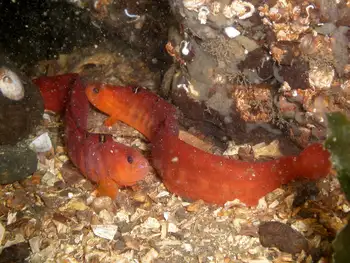 Crescent Gunnels