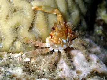 red ridged clinging crab