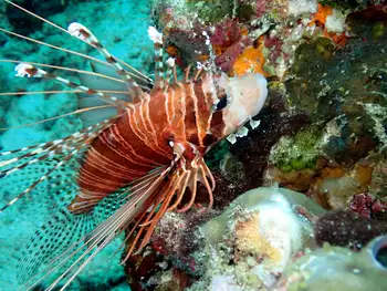 Lionfish