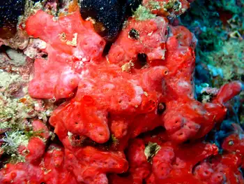 unguiculate sponge