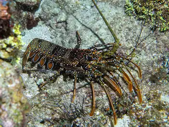 spotted spiny lobster