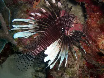 Lionfish